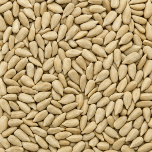 Close-up image of Indian sunflower seeds used for oil extraction and edible consumption, ideal for global export