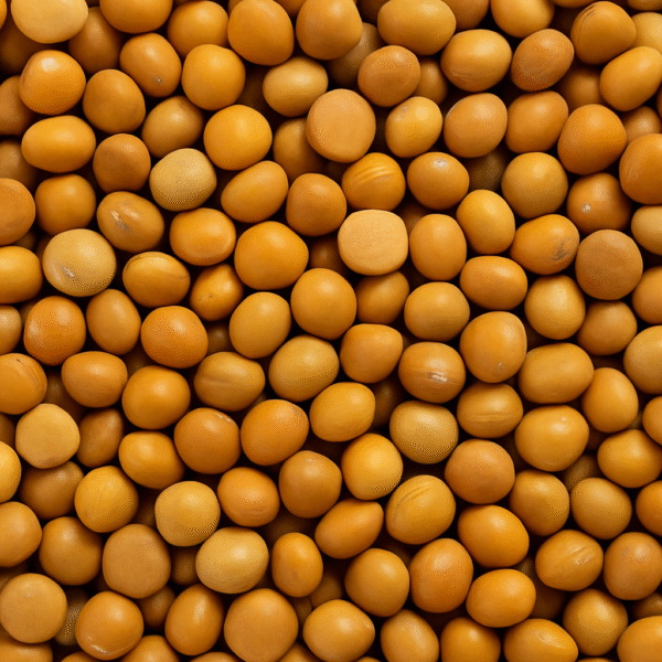 High-quality whole pigeon peas (toor dal / arhar) harvested in India, ideal for cooking, export, and bulk food supply